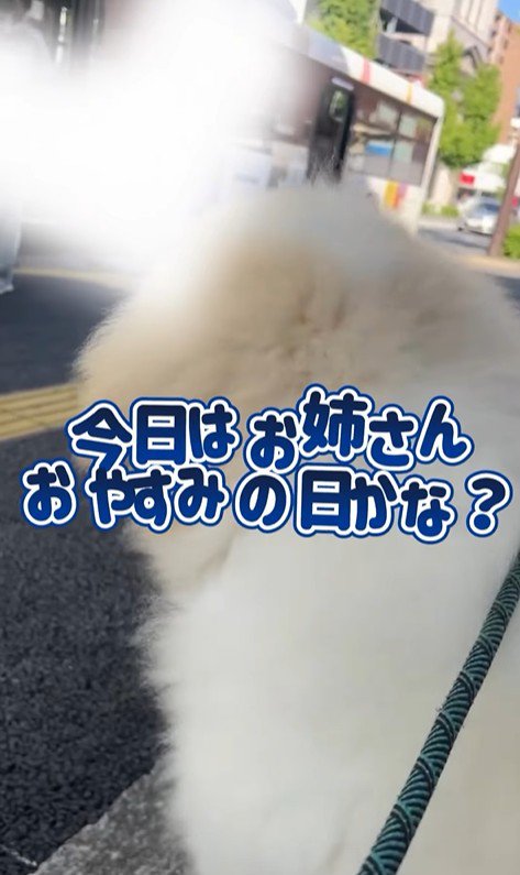 お姉さんを迎えに来たボンドくん6