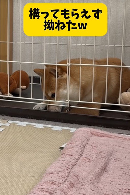 業者さんが来た日のはなちゃん7