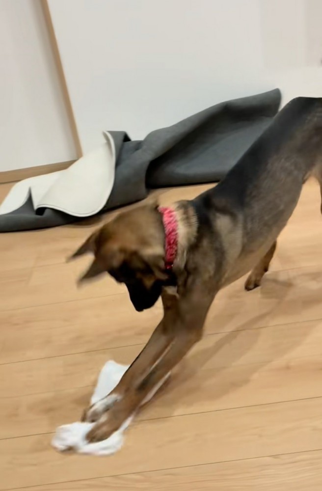 雑巾掛けをする犬