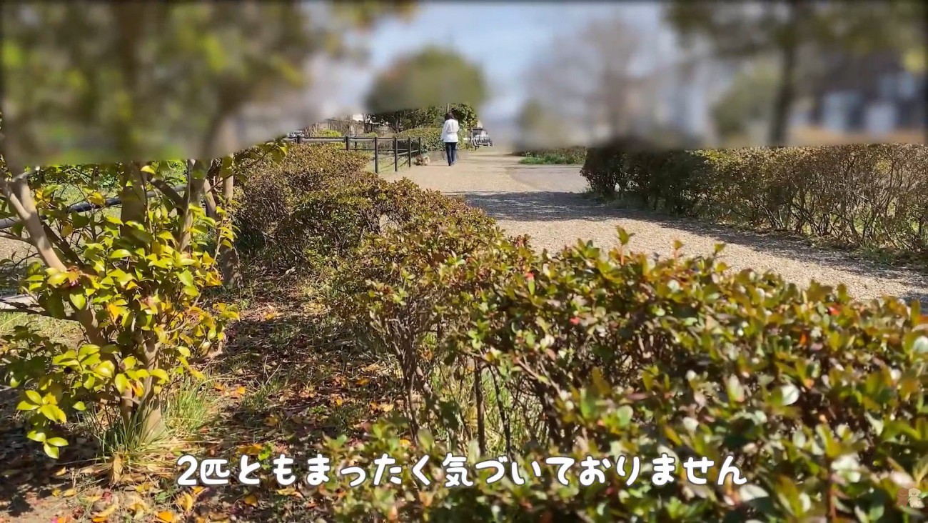 隠れて様子をうかがいます