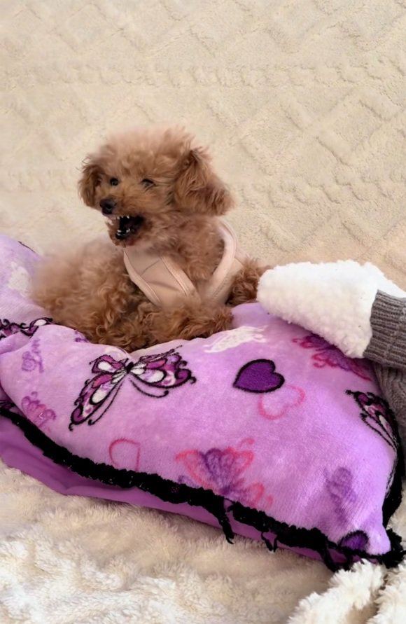 吠えるくぅちゃん