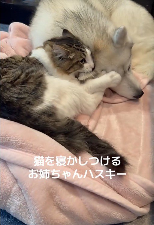 ローズちゃんとロイくんのお昼寝