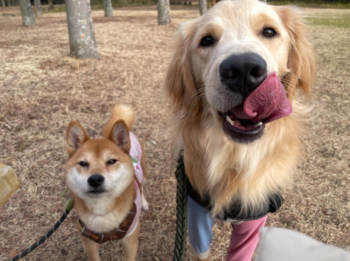 公園をお散歩中の2匹