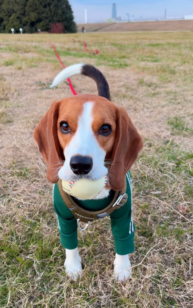 悲しそうな表情の犬