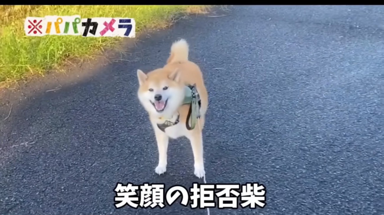 拒否柴のおもちくん