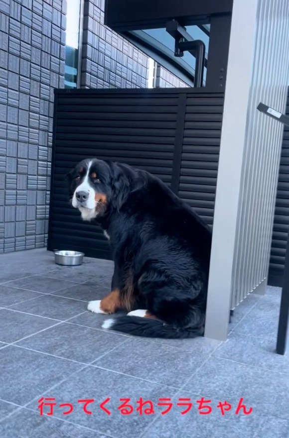 声をかける飼い主さん