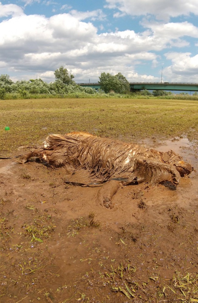 泥だらけになった大型犬