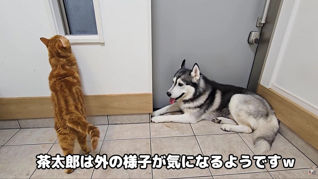 茶太郎ちゃんは余裕です