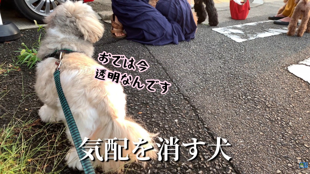 気配を消すてんぽさん