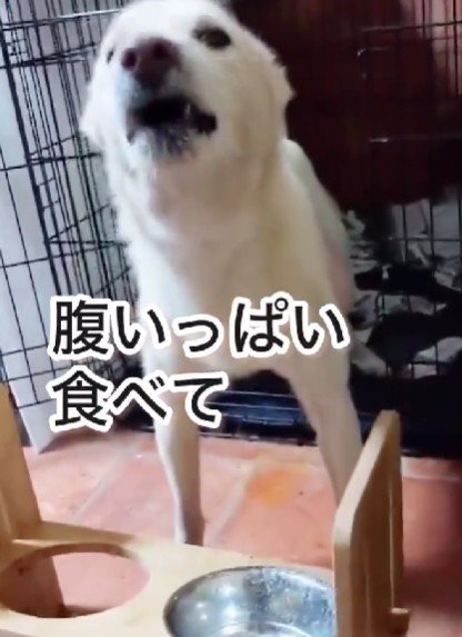 ご飯もいっぱい食べられる