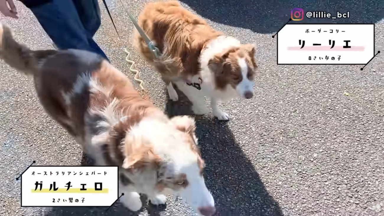 リーリエちゃんとガルチェロくん