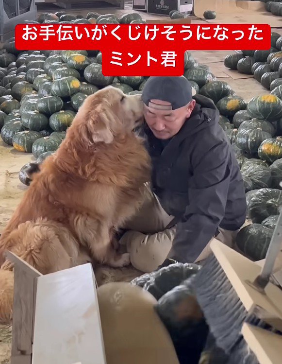 カボチャ農園のお手伝い