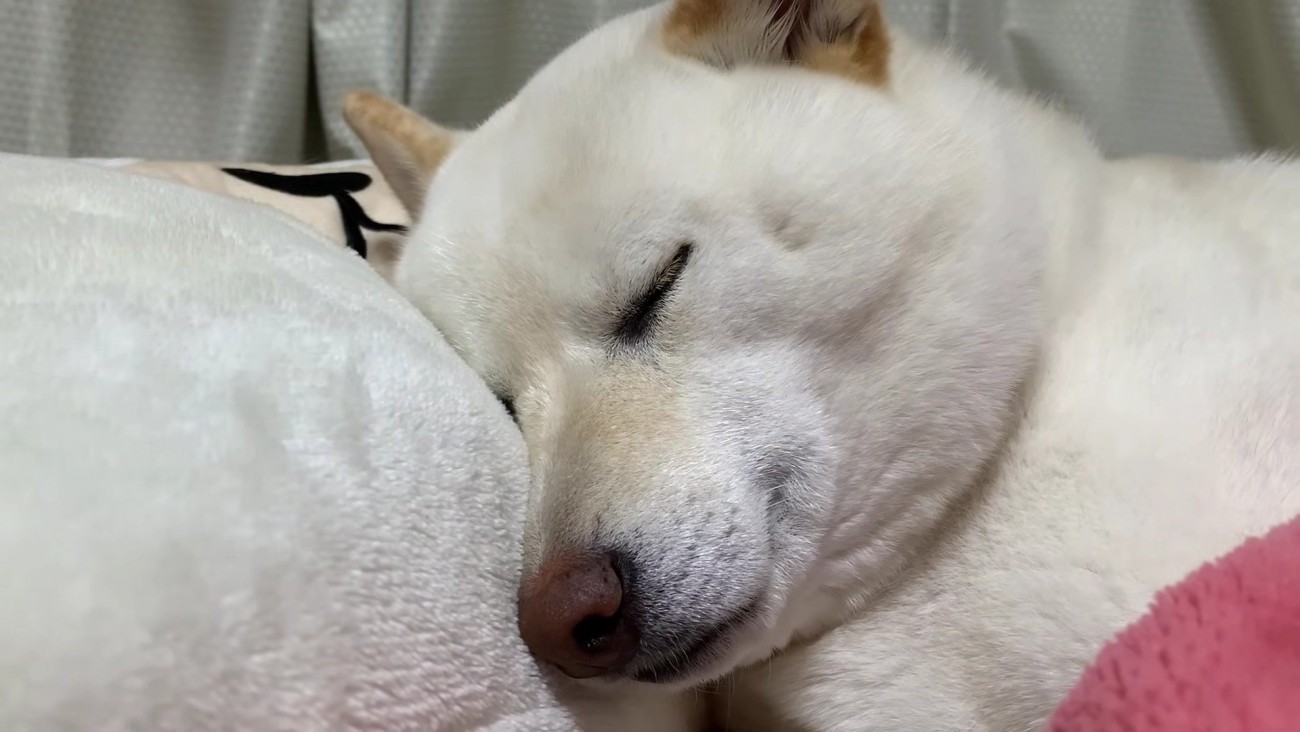 当たり前のように熟睡した