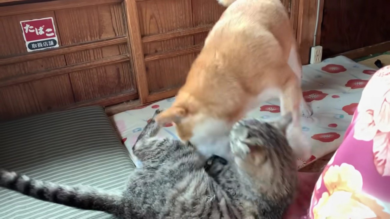 ももちゃんに戦いを挑む空ちゃん