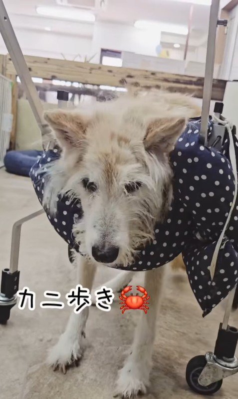 おばあちゃんワンコを車椅子に乗せたら6