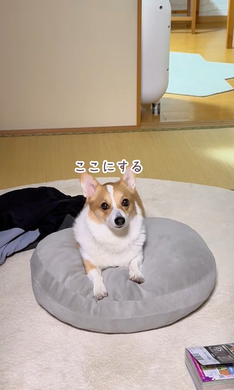 ココちゃんの尊い行動⑩