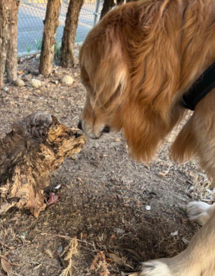 猫じゃない…！！