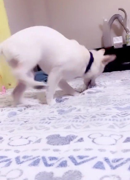 破壊神だった！！