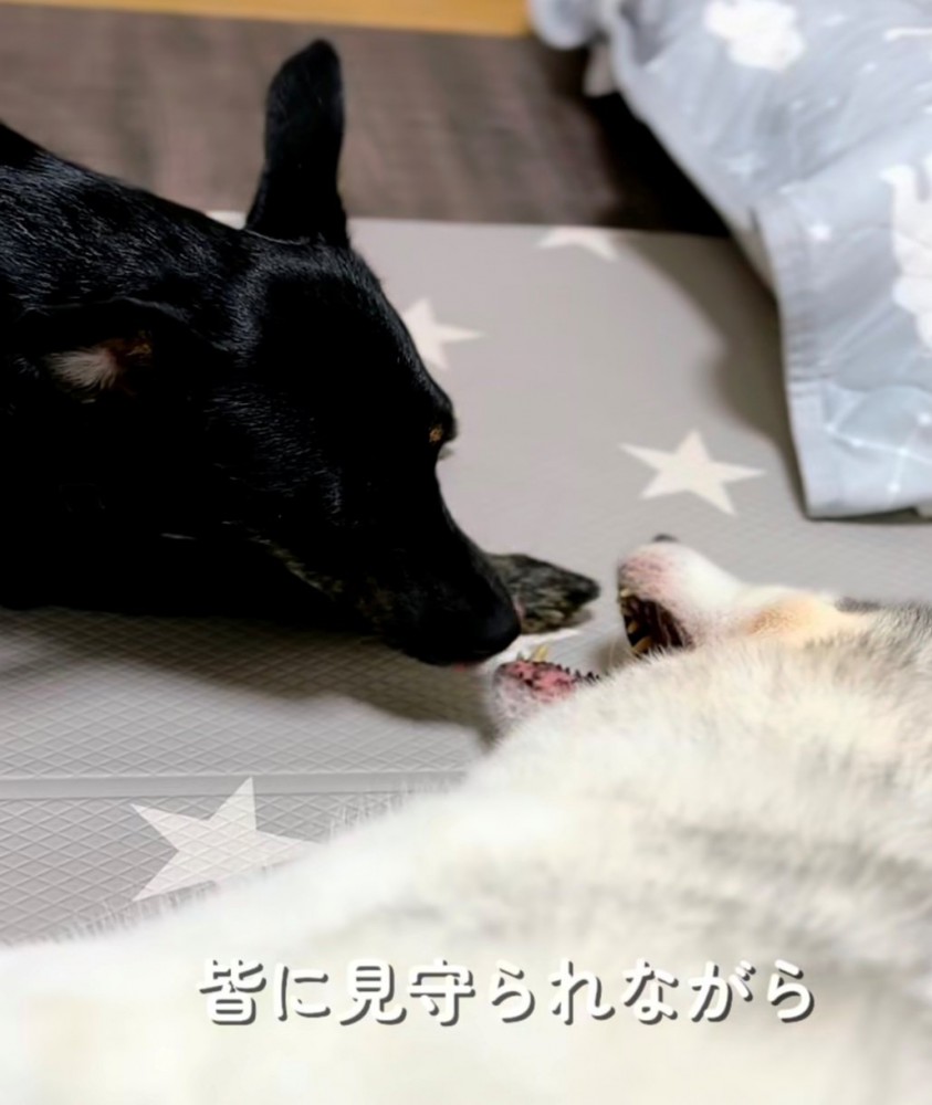 黒い犬と顔を寄せ合う犬