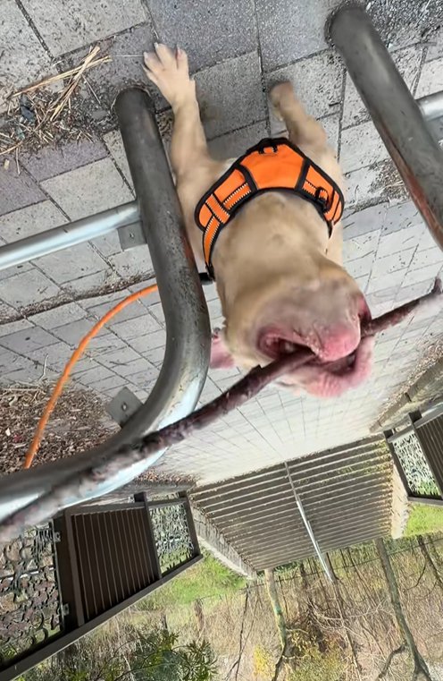 枝をくわえたまま通れたわんちゃん