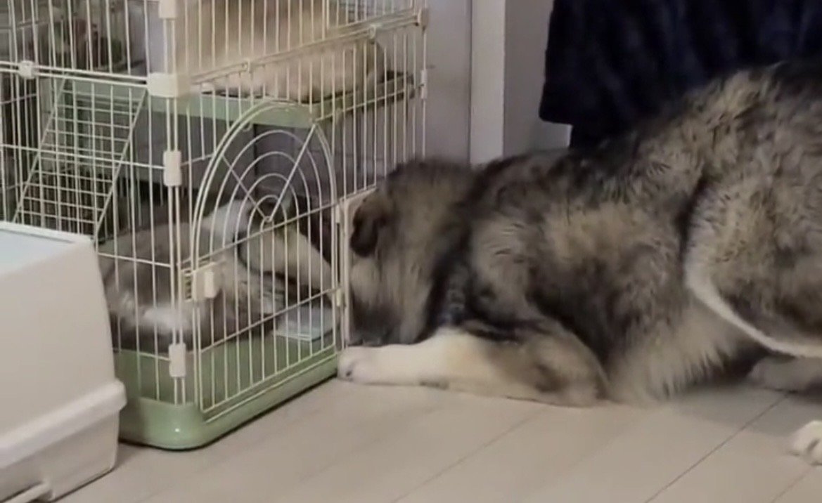 入口に頭を押し込む犬