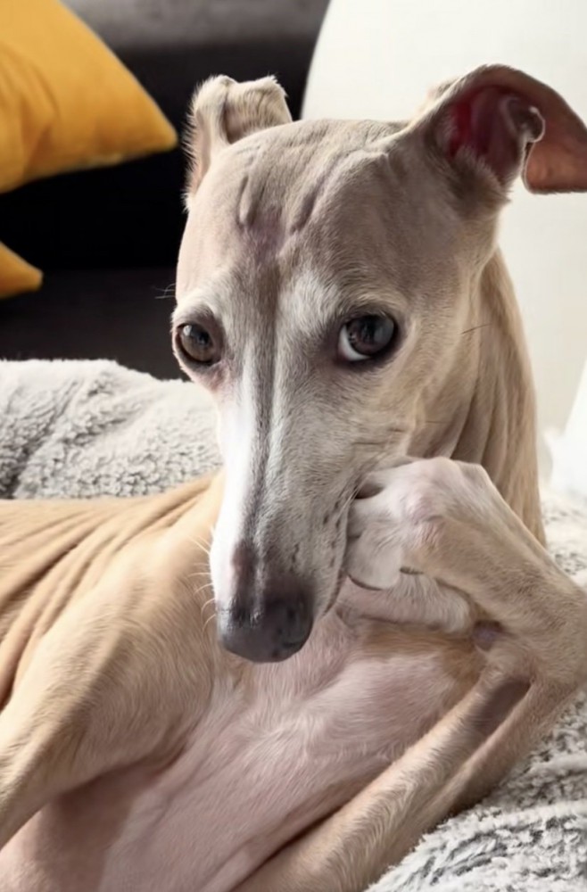 もはやお上品…