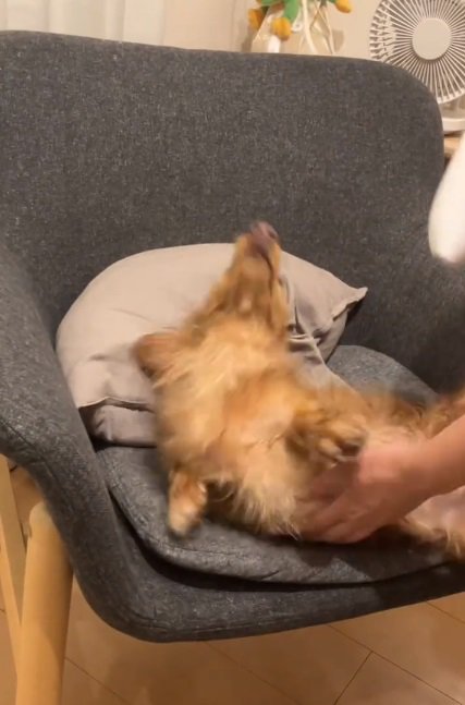 暴れるしまちゃん