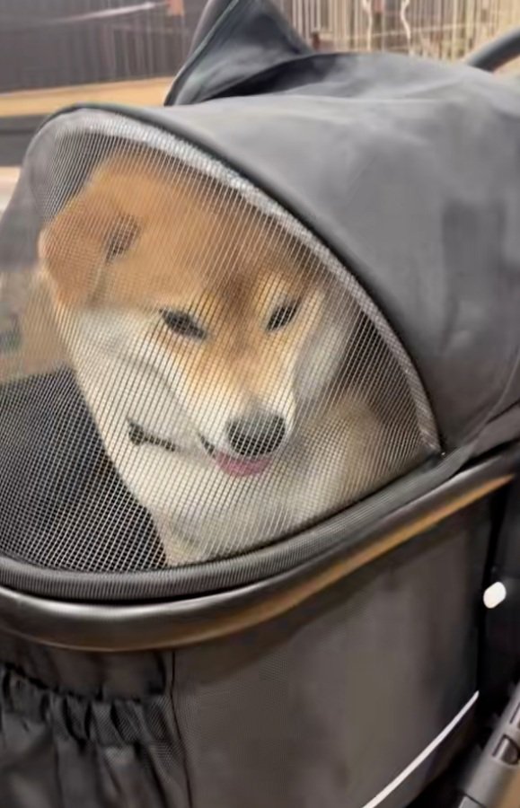 笑ってる風のりんちゃん