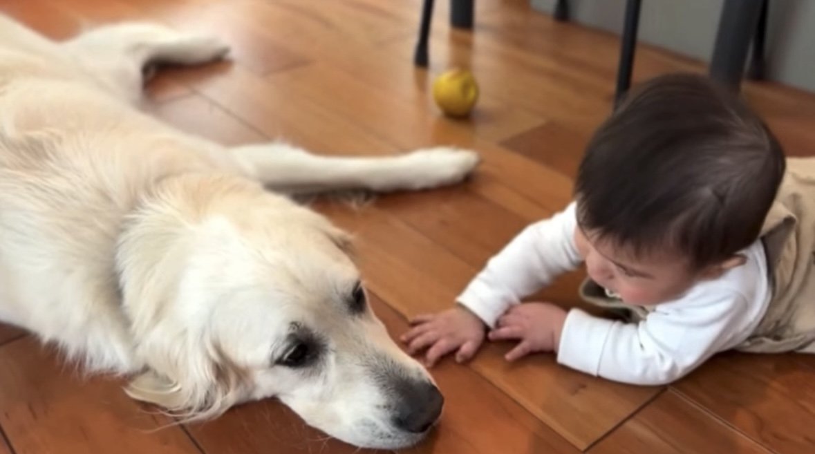 伏せる犬と赤ちゃん
