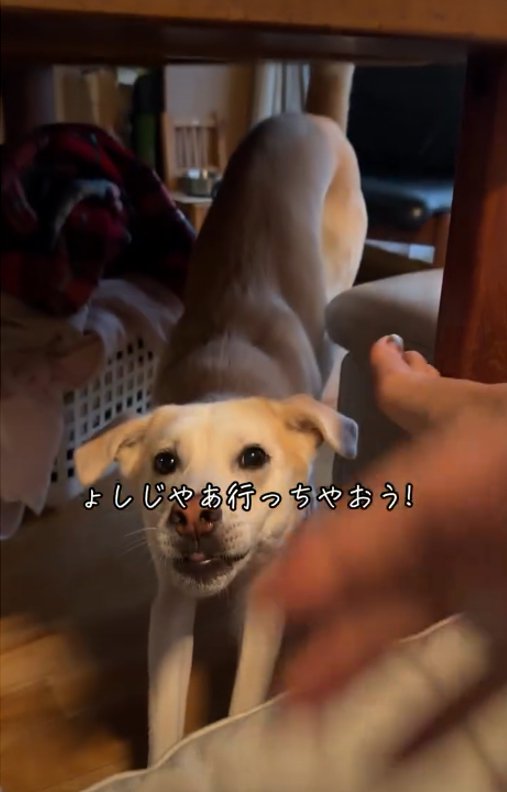 伸びをする犬