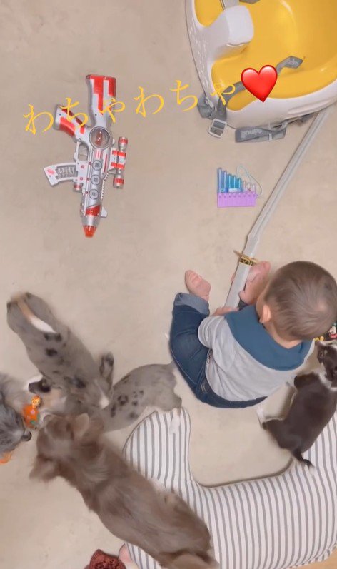 赤ちゃんとチワワファミリー2