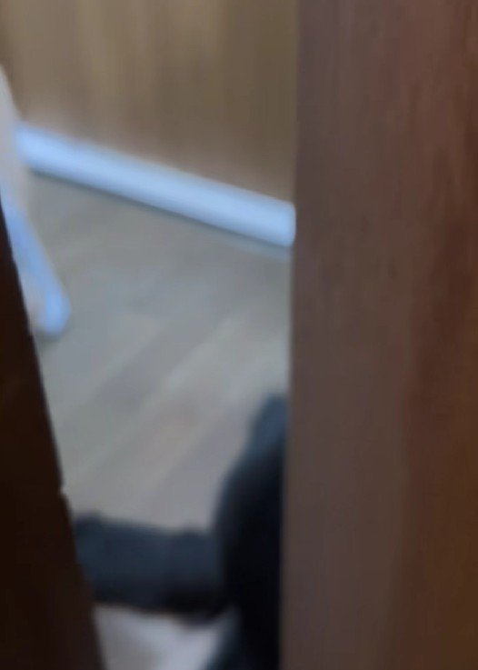 大型犬2頭がストッパーに…