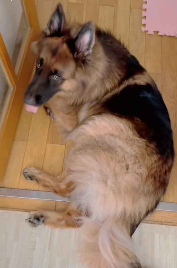 飼い主さんを見るジーボくん