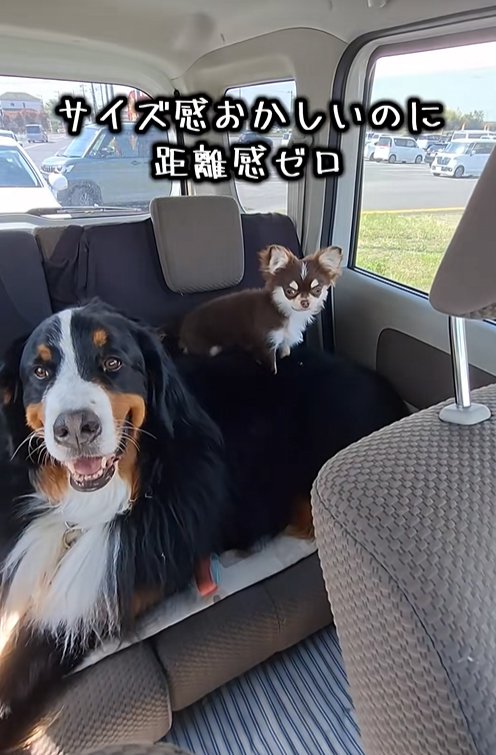 大型犬の上に乗る小型犬