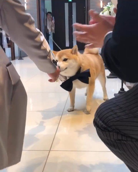 リングドッグに挑戦する豆助座衛門くん4