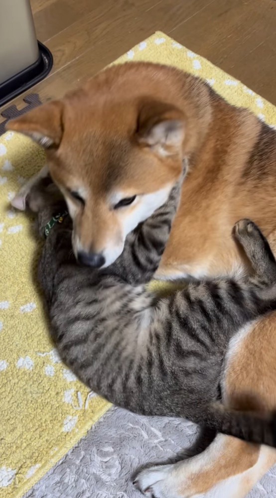 前足を犬の首に回して、犬にくっつく猫