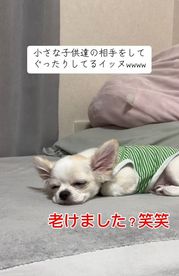 ぐったりの凛くん