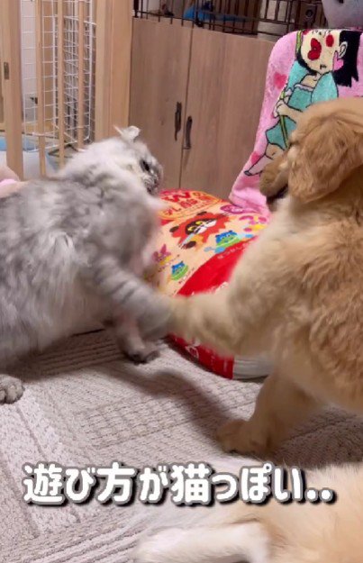 「先輩！こうですか！？」