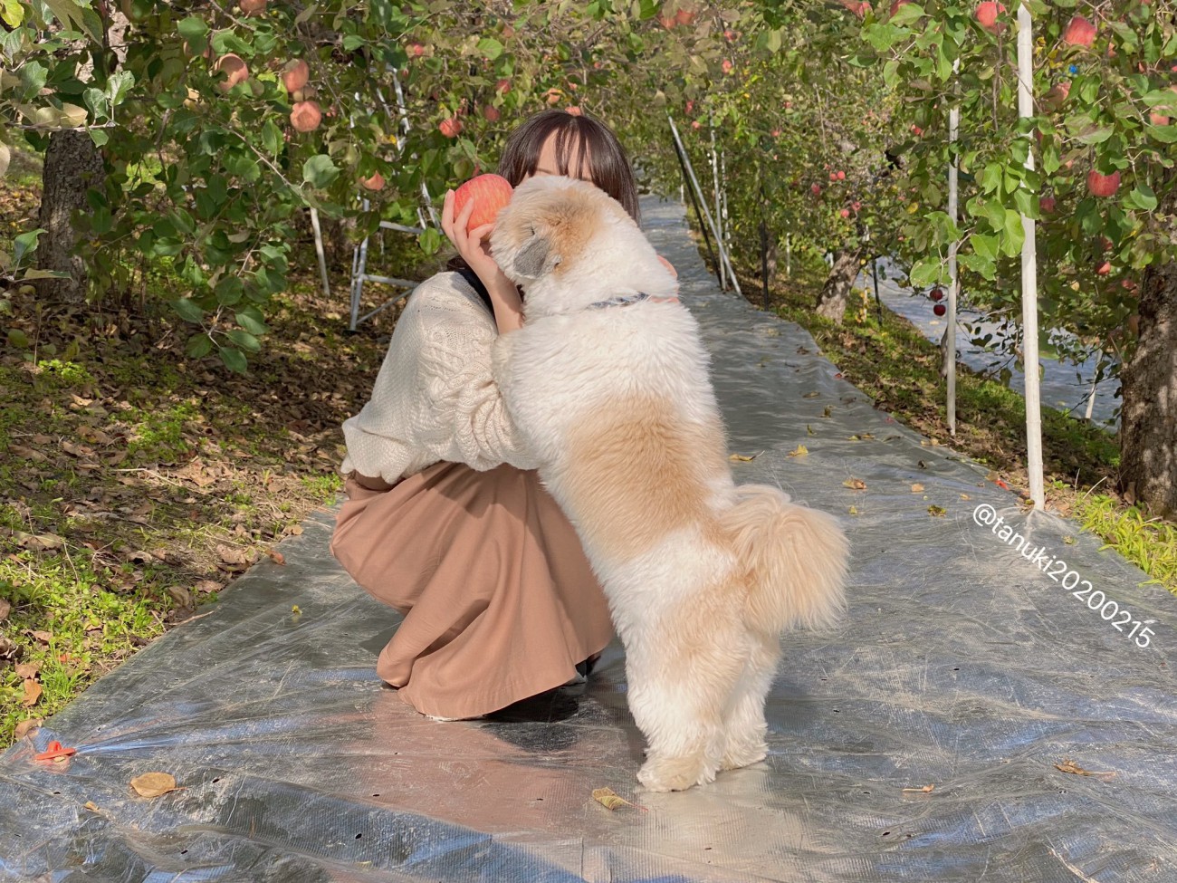 小型犬