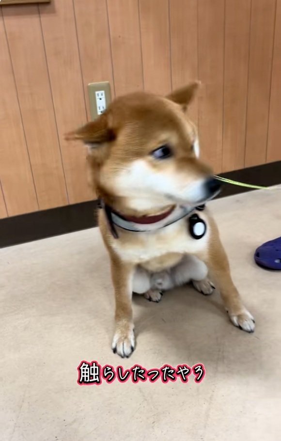 警戒するごんちゃん