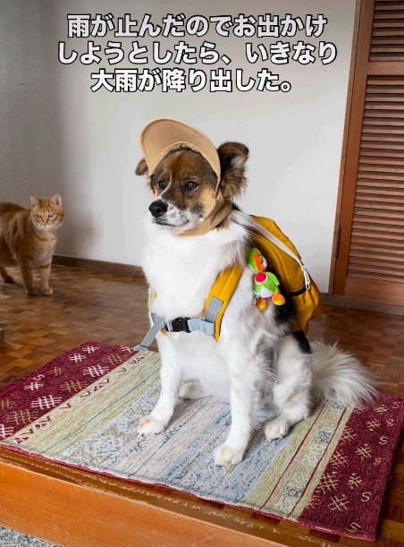 まさかの雨に呆然