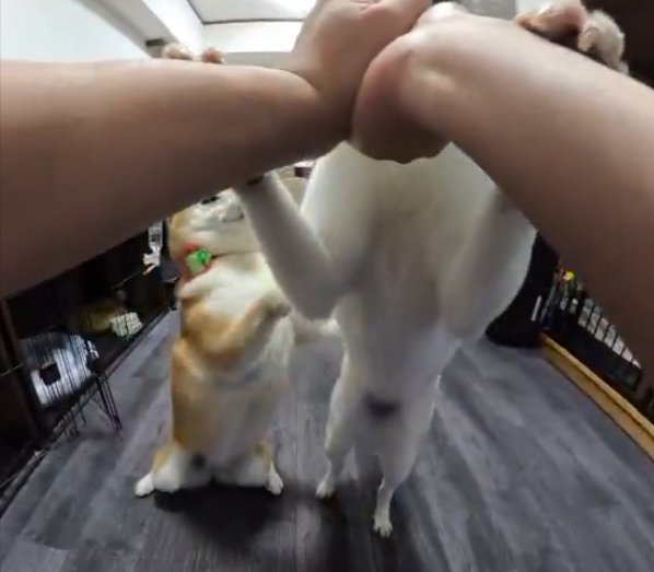 荒ぶる