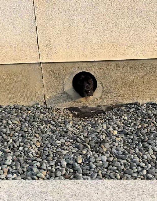 ピットブルのぶりちゃん！