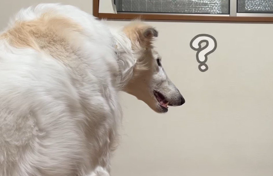 口を開いて飼い主の顔を見つめる犬