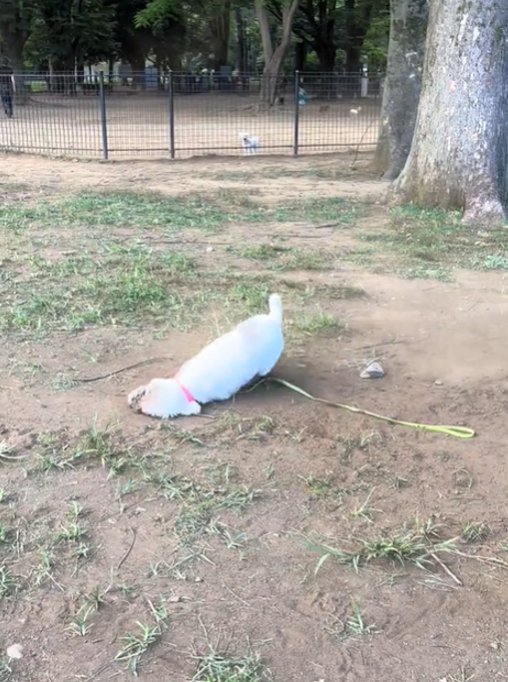 地面にこすりつける犬2