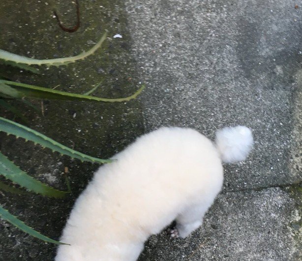 くぅちゃんとお散歩