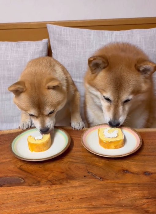 おやつを食べる2匹の犬