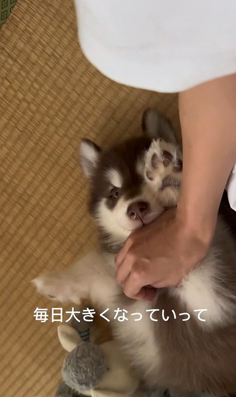 琥珀くんの成長記録3