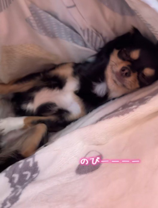 前足をピーン！！