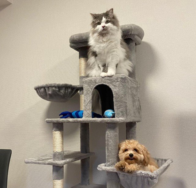 ハンモックにぴったり